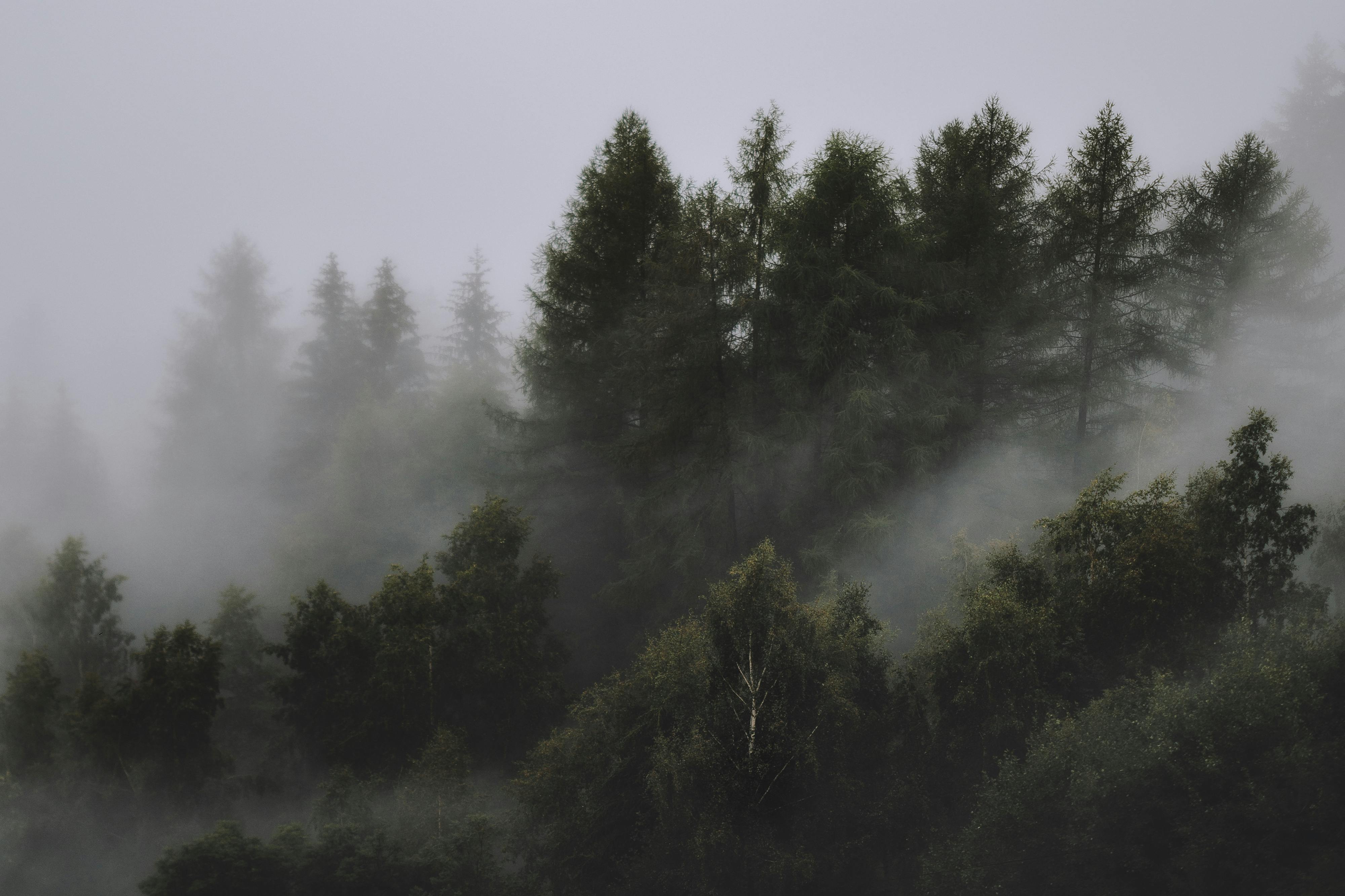 Foggy Forest
