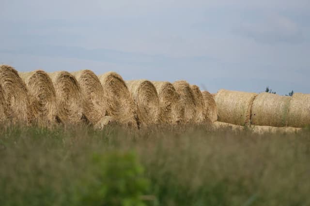 A field with large, cylindrical hay bales arranged in rows, with a grassy foreground and a cloudy sky in the background